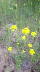 Erysimum hieraciifolium