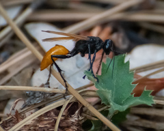 Palmodes praestans