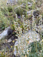Artemisia cuspidata
