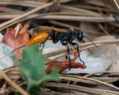 Palmodes praestans