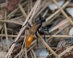 Palmodes praestans