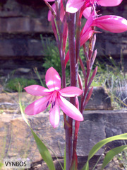 Watsonia coccinea