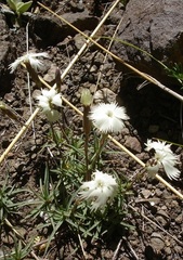 Dianthus basuticus