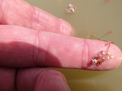 Crassula natans natans