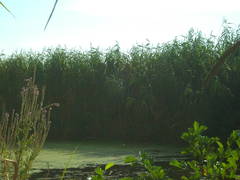 Phragmites australis altissimus