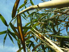 Phragmites australis altissimus