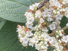 Apis mellifera