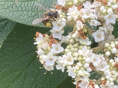 Apis mellifera