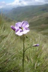 Heliophila rigidiuscula