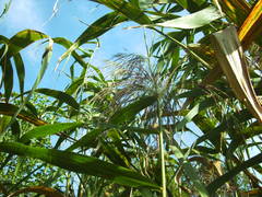 Phragmites australis altissimus