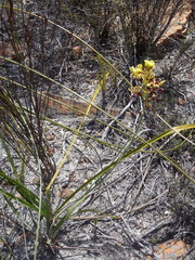 Tritoniopsis parviflora parviflora