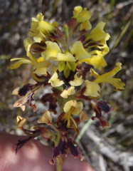 Tritoniopsis parviflora parviflora