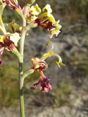 Tritoniopsis parviflora parviflora