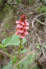 Indigofera dimidiata