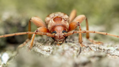 Trichoferus pallidus