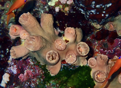 Cladopsammia gracilis