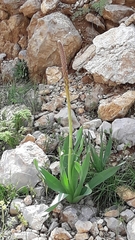 Eremurus spectabilis