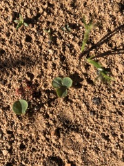 Oxalis eckloniana-nidulans