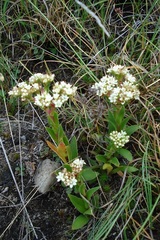 Crassula alba alba