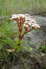 Crassula alba alba
