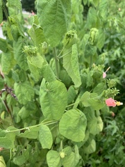 Malvaviscus arboreus