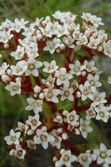 Crassula alba alba