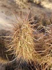 Grusonia kunzei