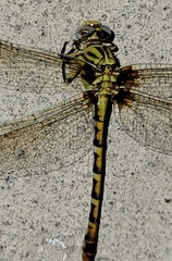 Erpetogomphus designatus