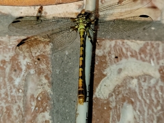 Erpetogomphus designatus