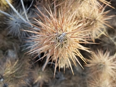 Grusonia kunzei