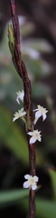 Struthiola myrsinites