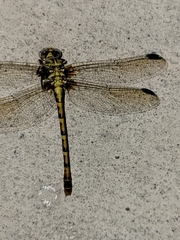Erpetogomphus designatus