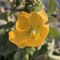 Abutilon angulatum