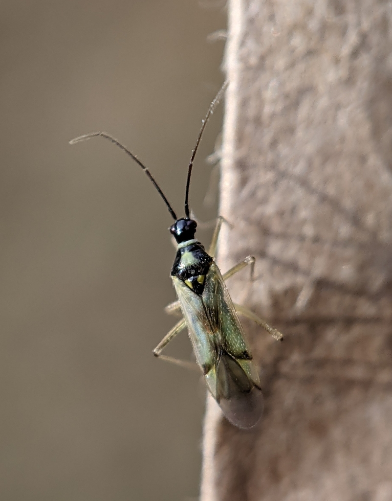 Tupiocoris similis