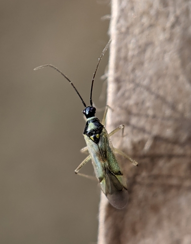 Tupiocoris similis