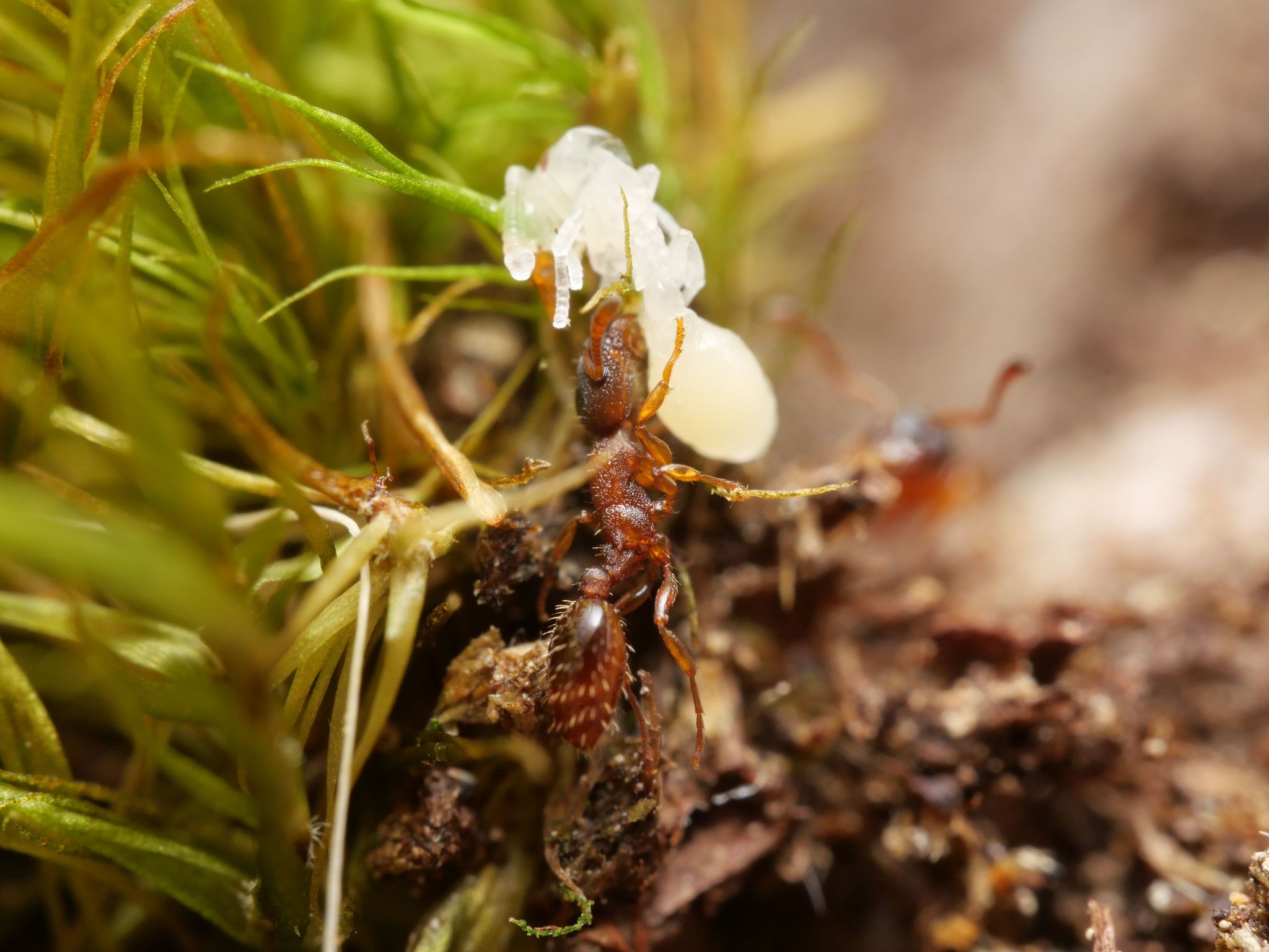 Leptothorax gredleri