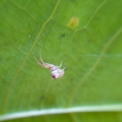 Uloborus campestratus