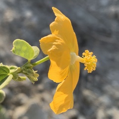 Abutilon angulatum