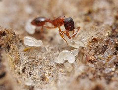 Leptothorax