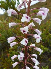 Eulophia barbata
