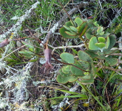 Cotyledon orbiculata orbiculata