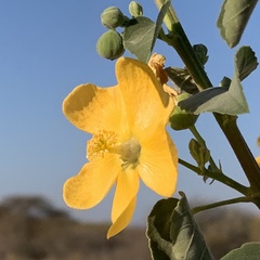 Abutilon angulatum