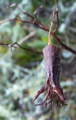 Cotyledon orbiculata orbiculata