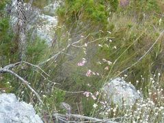 Adenandra fragrans