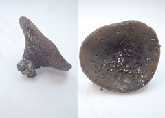 Plicariella flavovirens