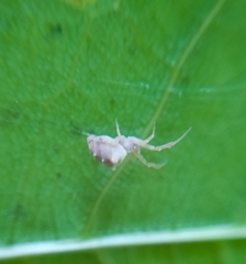 Uloborus campestratus