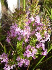 Agathosma odoratissima