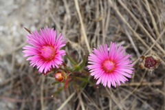 Lampranthus tenuifolius