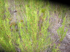 Cliffortia paucistaminea