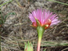 Lampranthus tenuifolius